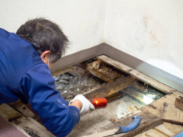 Best Fast Mold Removal  in Brandon, MS