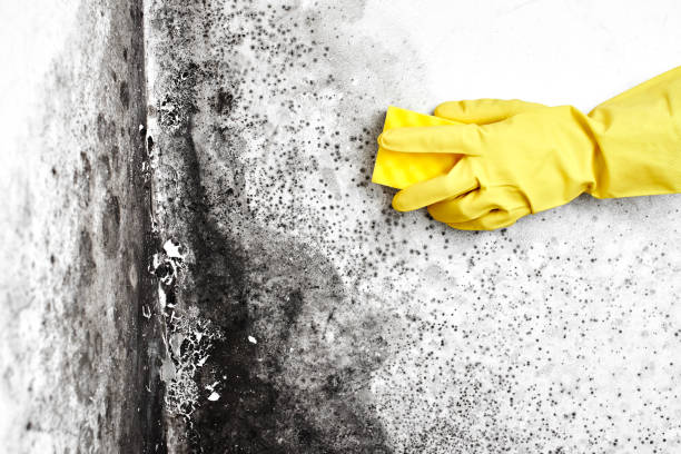Professional Mold Removal in Brandon, MS