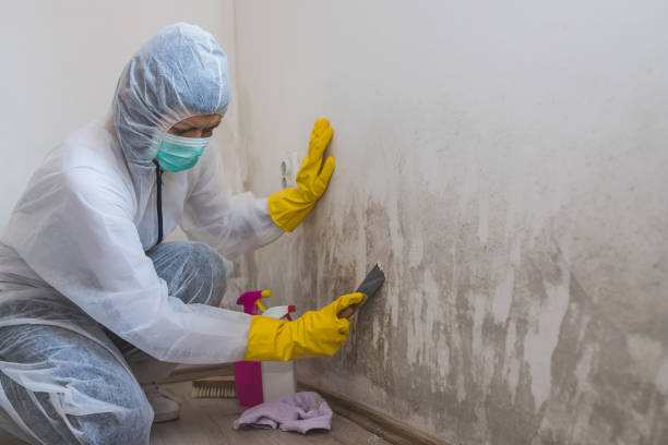 Best Black Mold Removal  in Brandon, MS