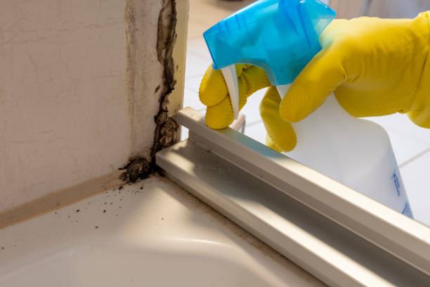 Best Office Mold Removal Services  in Brandon, MS