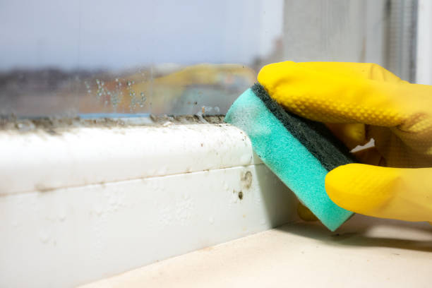 Best Home Mold Removal  in Brandon, MS