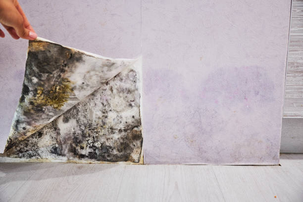 Home Mold Removal in Brandon, MS